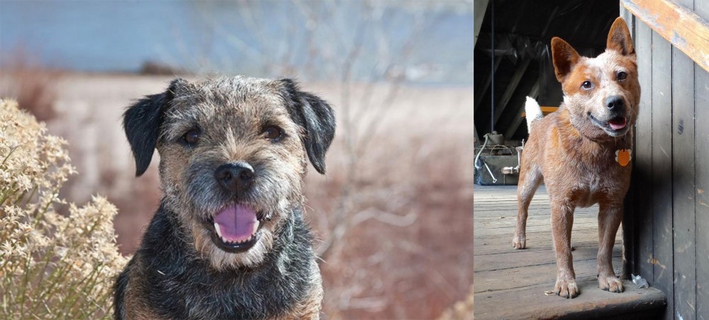 Red Heeler vs Border Terrier - Breed Comparison