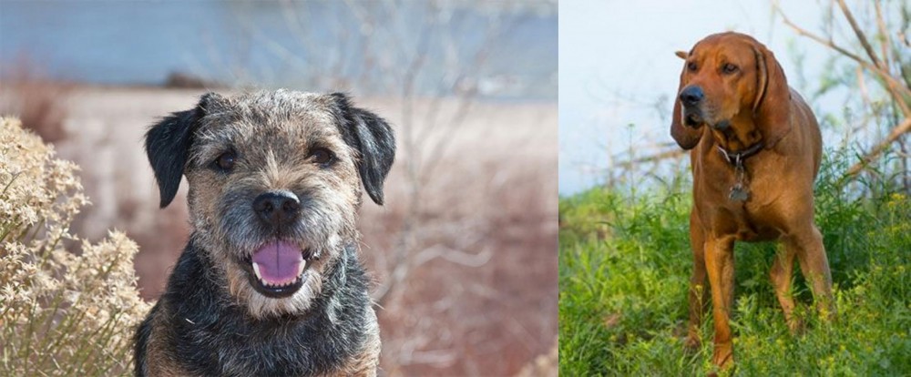 Redbone Coonhound vs Border Terrier - Breed Comparison