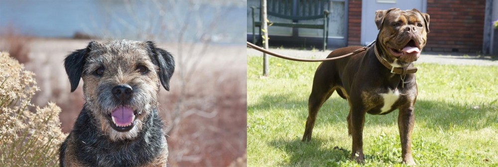 Renascence Bulldogge vs Border Terrier - Breed Comparison