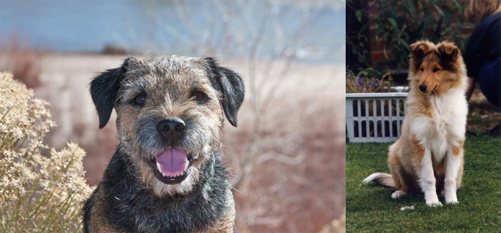 Rough Collie vs Border Terrier - Breed Comparison