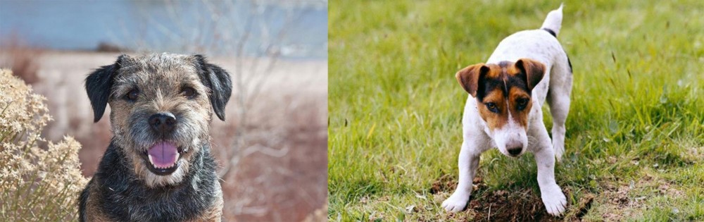 Russell Terrier vs Border Terrier - Breed Comparison