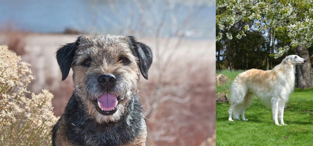 Russian Hound vs Border Terrier - Breed Comparison