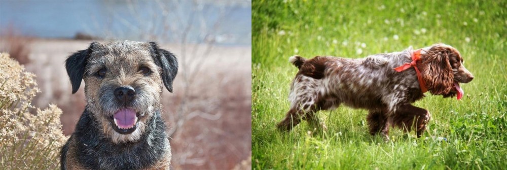Russian Spaniel vs Border Terrier - Breed Comparison