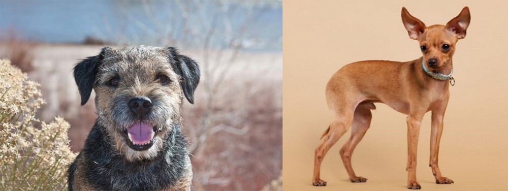 Russian Toy Terrier vs Border Terrier - Breed Comparison
