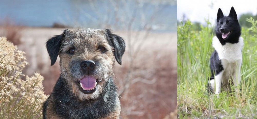 Russo-European Laika vs Border Terrier - Breed Comparison