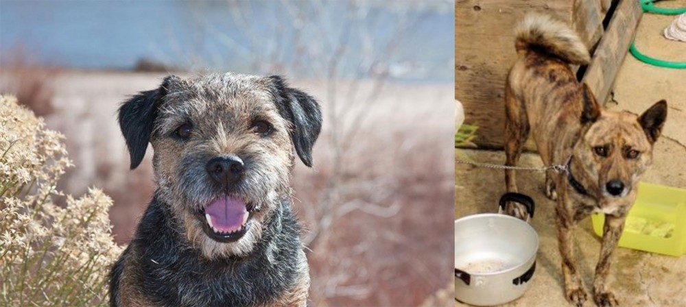 Ryukyu Inu vs Border Terrier - Breed Comparison