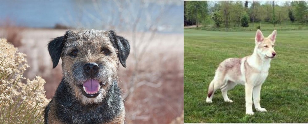 Saarlooswolfhond vs Border Terrier - Breed Comparison