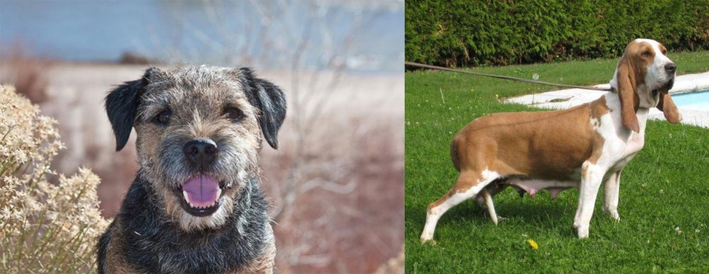 Sabueso Espanol vs Border Terrier - Breed Comparison