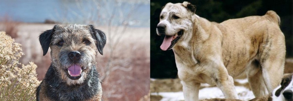 Sage Koochee vs Border Terrier - Breed Comparison