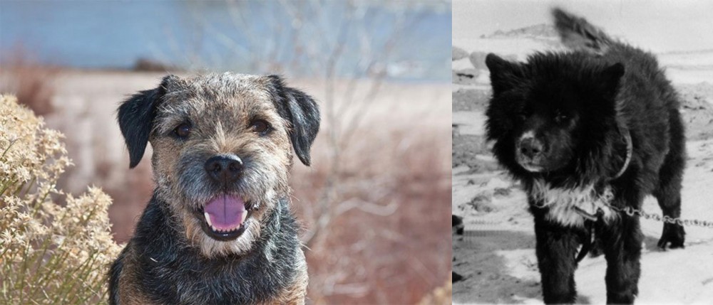 Sakhalin Husky vs Border Terrier - Breed Comparison