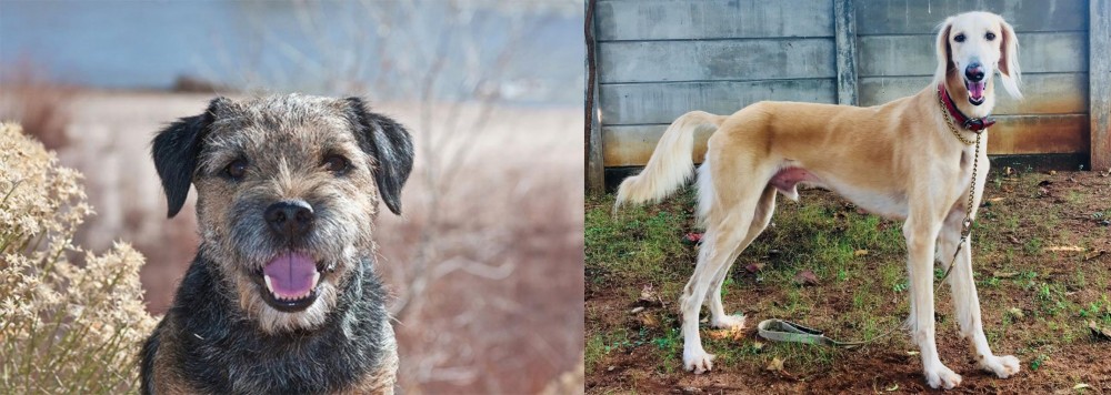Saluki vs Border Terrier - Breed Comparison