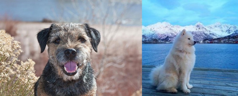 Samoyed vs Border Terrier - Breed Comparison