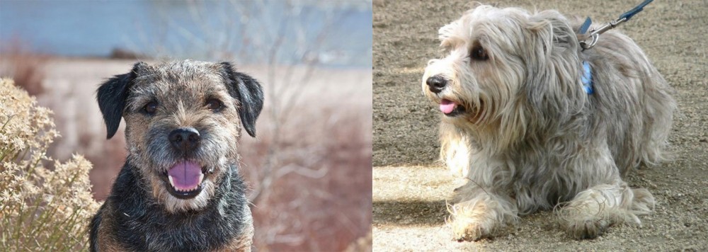 Sapsali vs Border Terrier - Breed Comparison