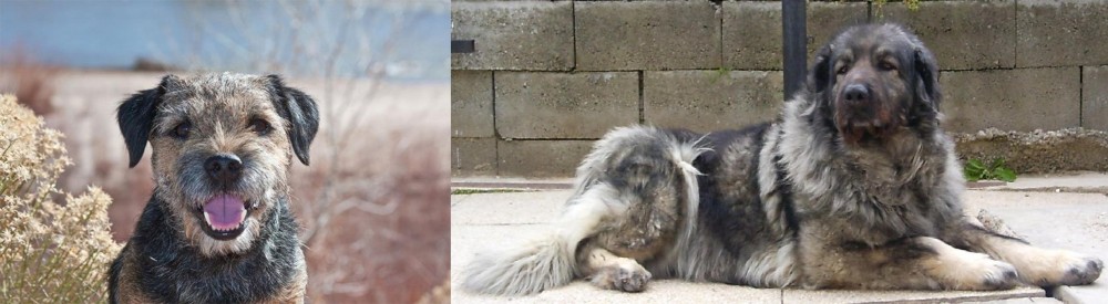 Sarplaninac vs Border Terrier - Breed Comparison