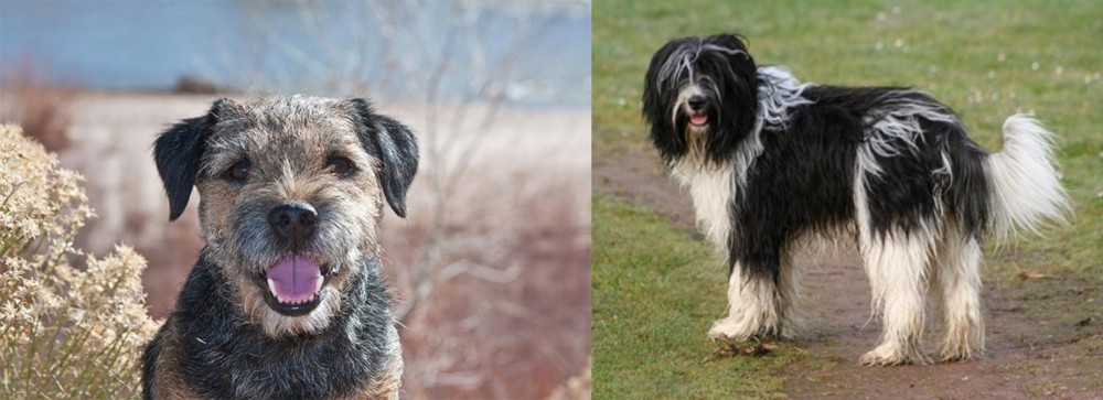 Schapendoes vs Border Terrier - Breed Comparison