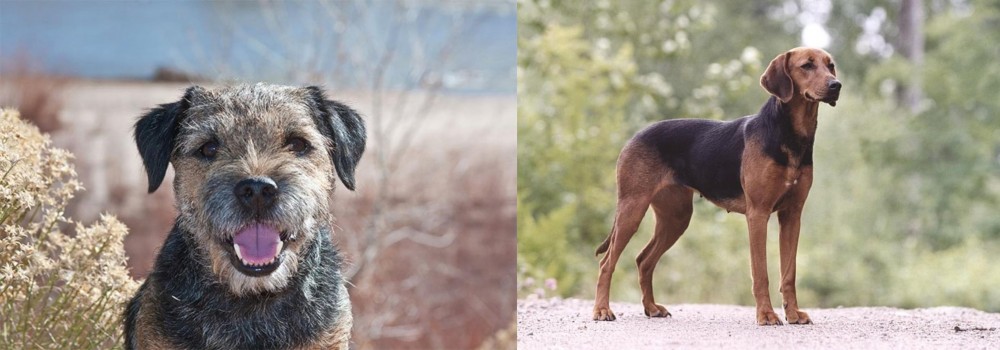 Schillerstovare vs Border Terrier - Breed Comparison