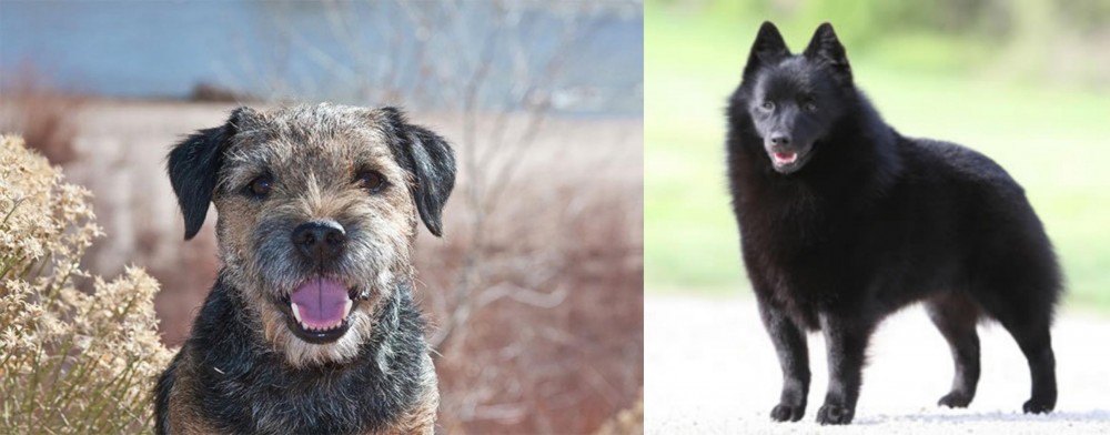 Schipperke vs Border Terrier - Breed Comparison