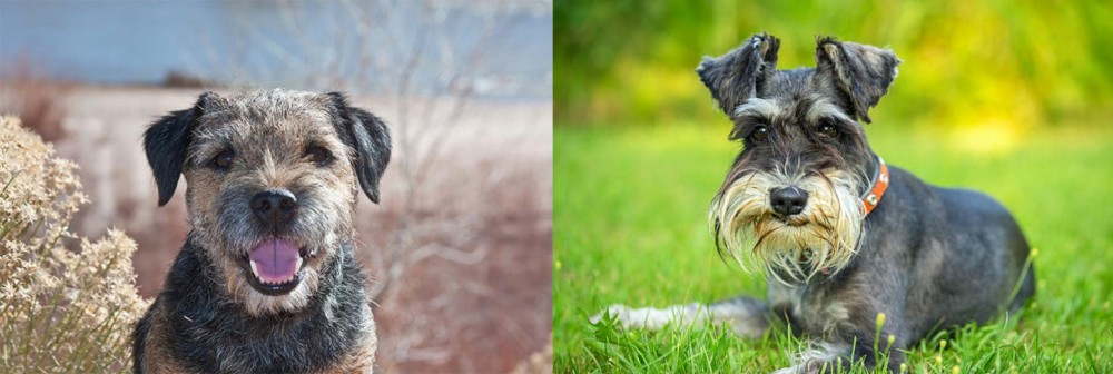 Schnauzer vs Border Terrier - Breed Comparison