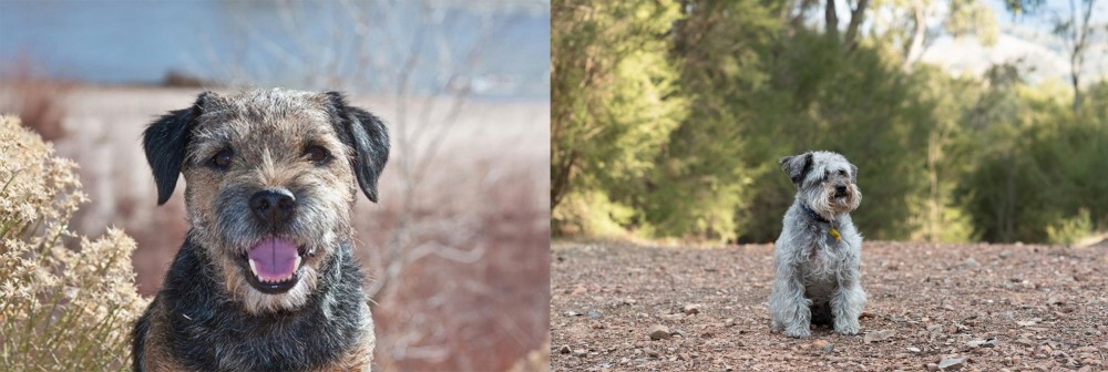 Schnoodle vs Border Terrier - Breed Comparison