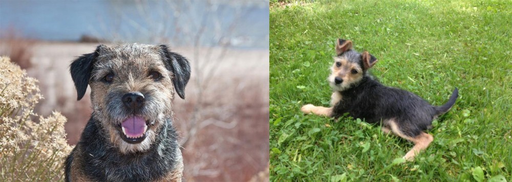 Schnorkie vs Border Terrier - Breed Comparison