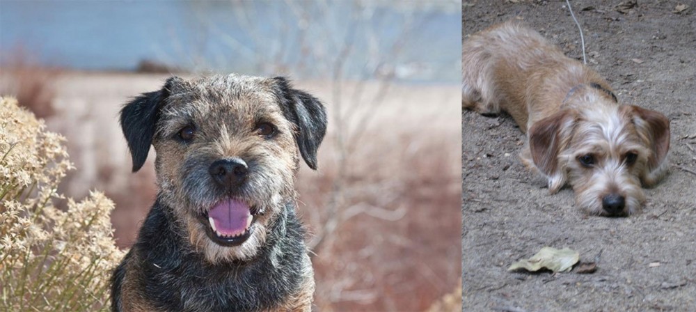 Schweenie vs Border Terrier - Breed Comparison