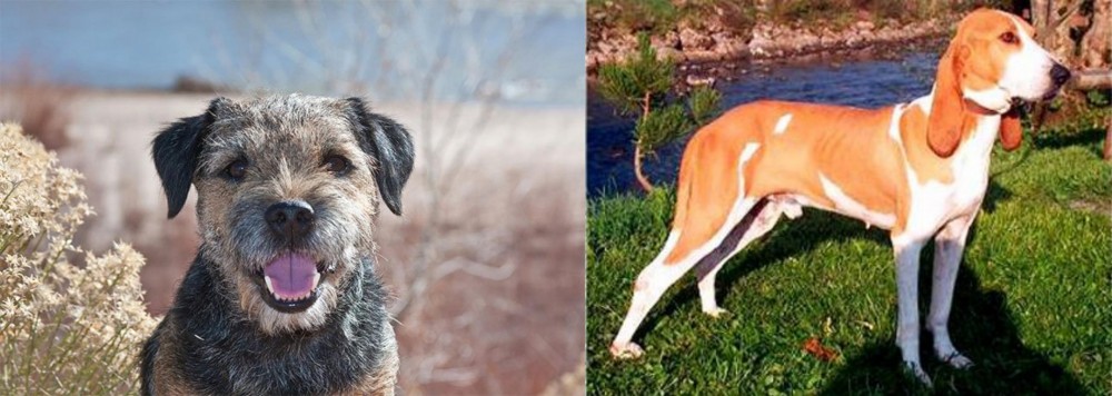 Schweizer Laufhund vs Border Terrier - Breed Comparison