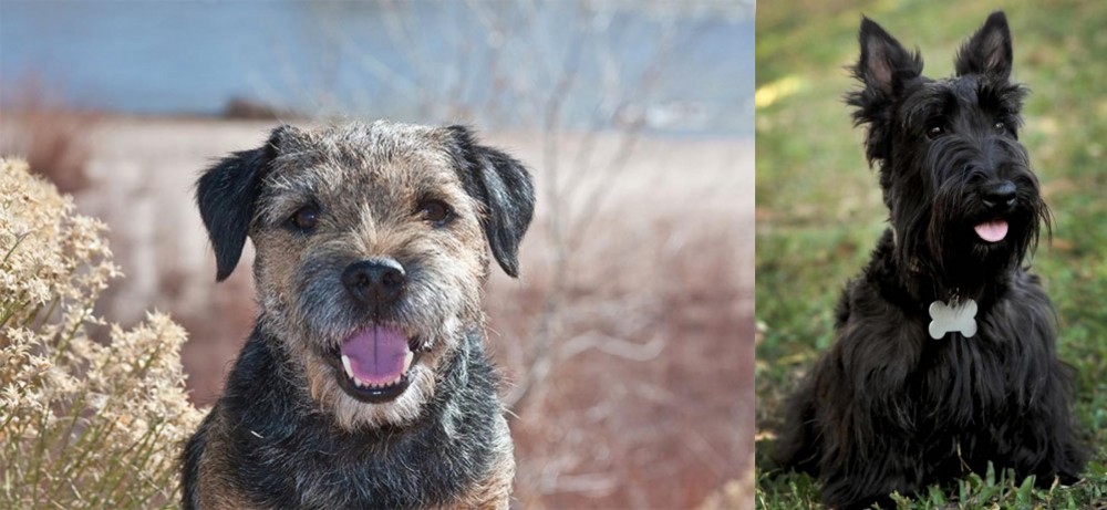 Scoland Terrier vs Border Terrier - Breed Comparison