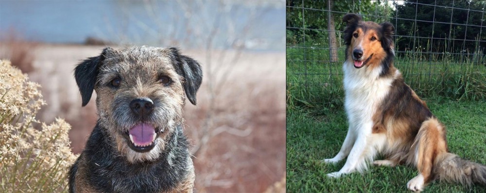 Scotch Collie vs Border Terrier - Breed Comparison