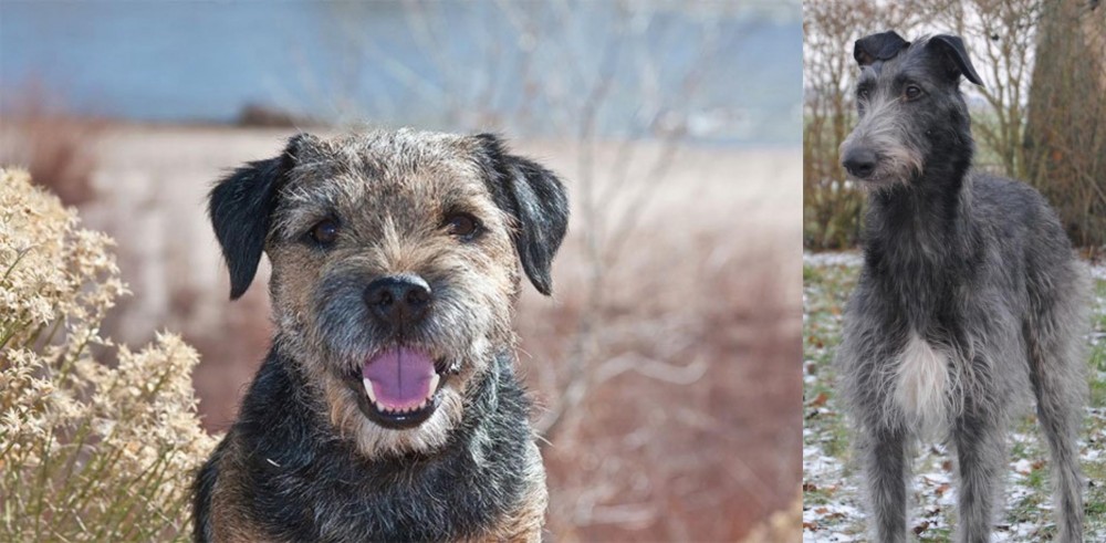 Scottish Deerhound vs Border Terrier - Breed Comparison