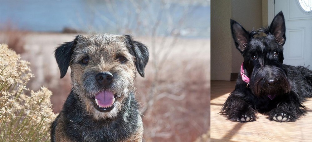 Scottish Terrier vs Border Terrier - Breed Comparison