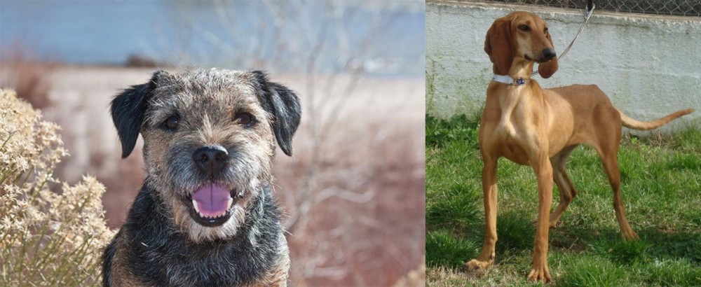 Segugio Italiano vs Border Terrier - Breed Comparison