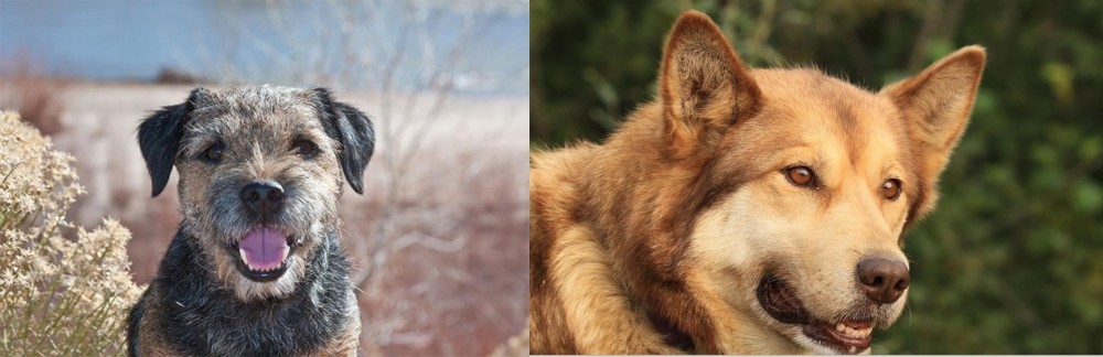 Seppala Siberian Sleddog vs Border Terrier - Breed Comparison