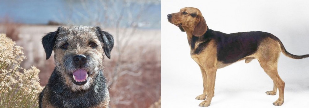 Serbian Hound vs Border Terrier - Breed Comparison