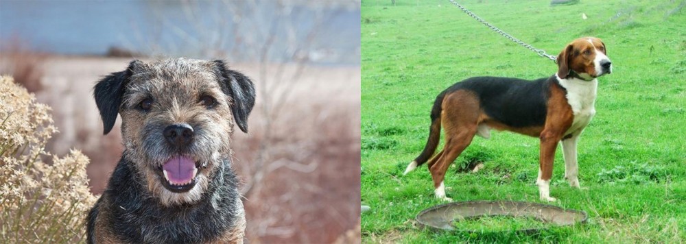 Serbian Tricolour Hound vs Border Terrier - Breed Comparison