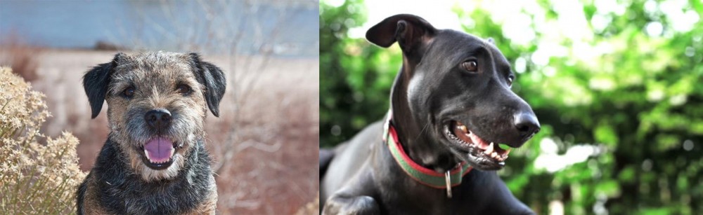 Shepard Labrador vs Border Terrier - Breed Comparison