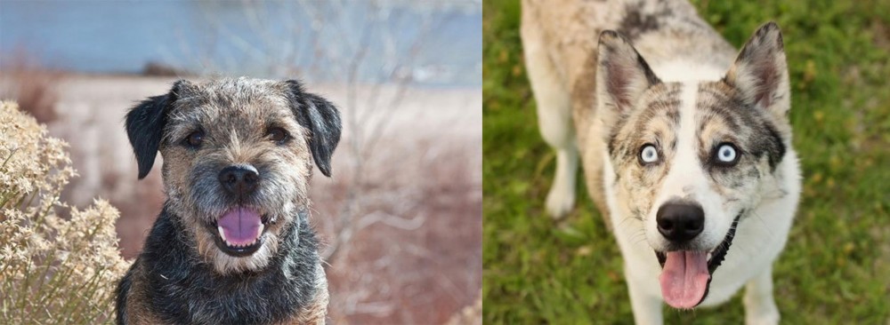 Shepherd Husky vs Border Terrier - Breed Comparison