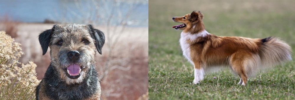 Shetland Sheepdog vs Border Terrier - Breed Comparison
