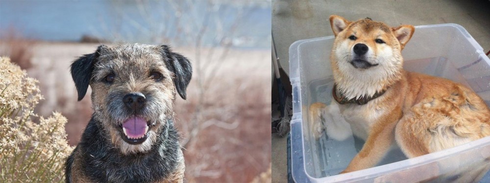 Shiba Inu vs Border Terrier - Breed Comparison