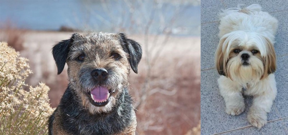 Shih Tzu vs Border Terrier - Breed Comparison