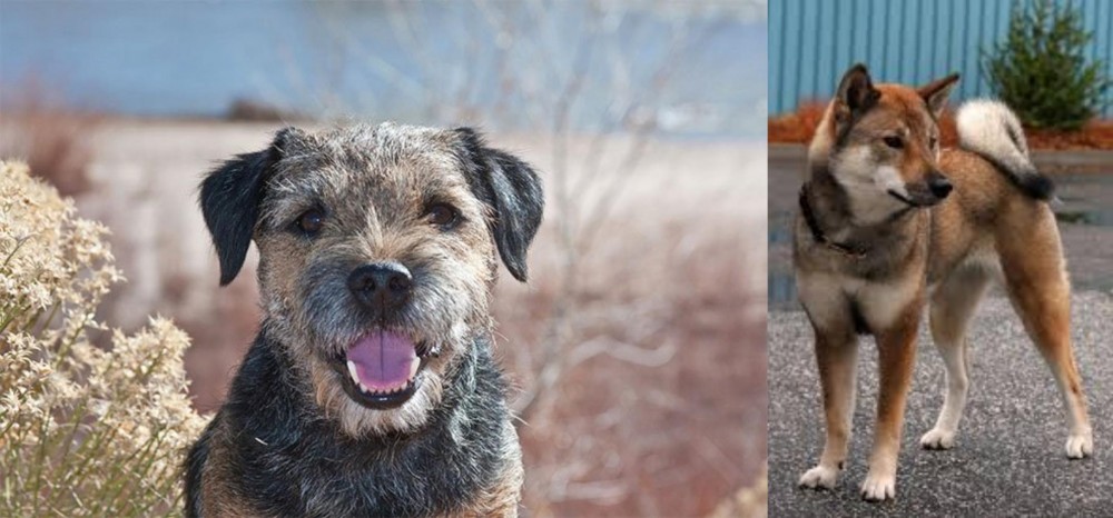 Shikoku vs Border Terrier - Breed Comparison