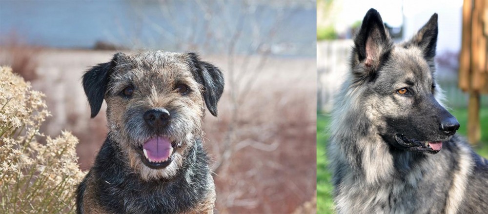 Shiloh Shepherd vs Border Terrier - Breed Comparison