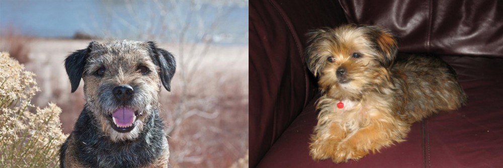Shorkie vs Border Terrier - Breed Comparison