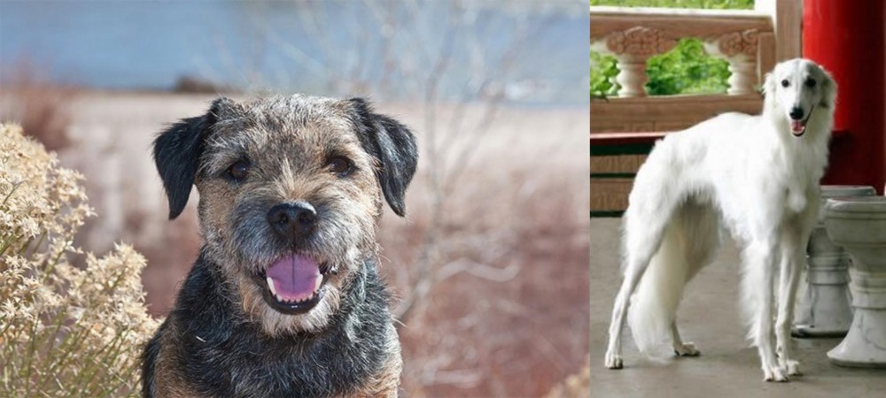 Silken Windhound vs Border Terrier - Breed Comparison