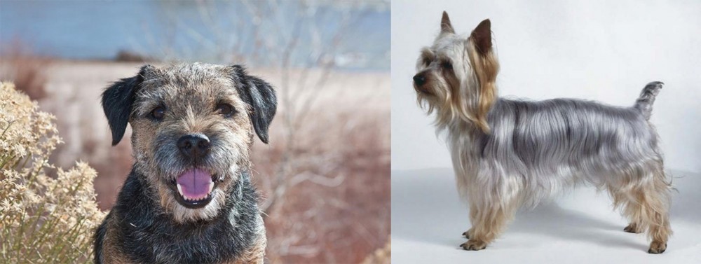 Silky Terrier vs Border Terrier - Breed Comparison