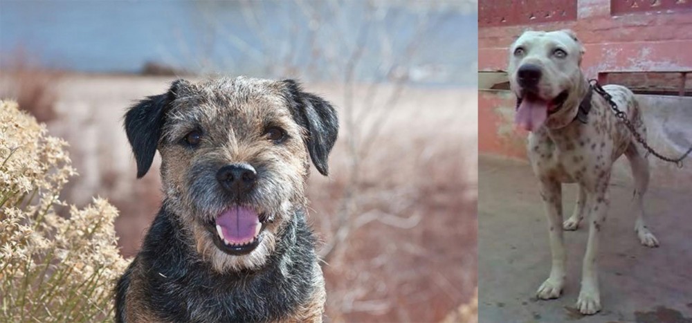 Sindh Mastiff vs Border Terrier - Breed Comparison