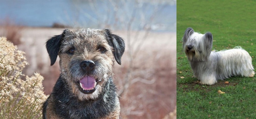 Skye Terrier vs Border Terrier - Breed Comparison