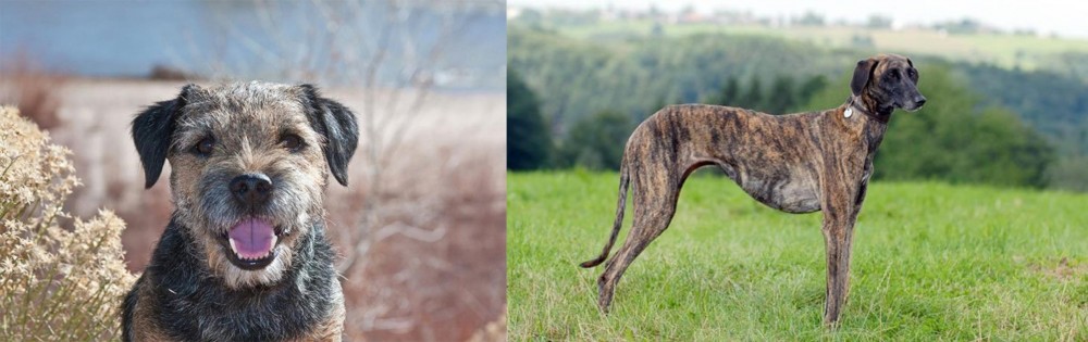 Sloughi vs Border Terrier - Breed Comparison