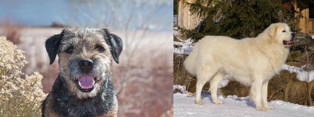 Slovak Cuvac vs Border Terrier - Breed Comparison