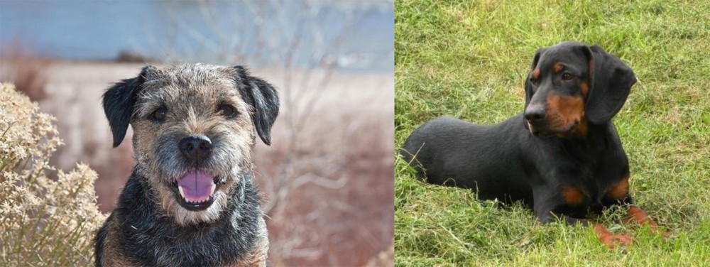Slovakian Hound vs Border Terrier - Breed Comparison