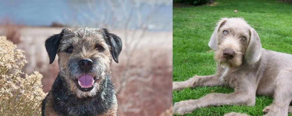 Slovakian Rough Haired Pointer vs Border Terrier - Breed Comparison